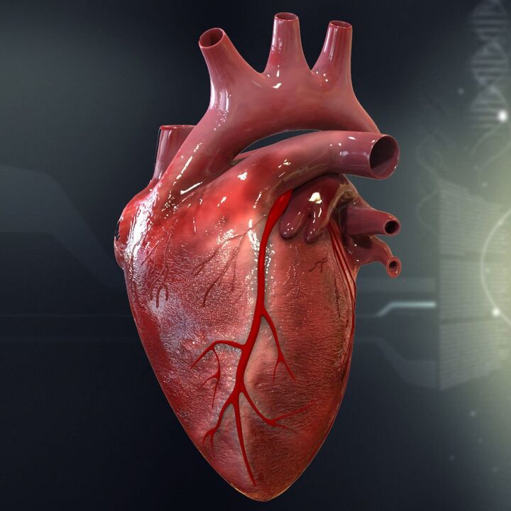 The heart and human hypertension